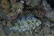 Siganus luridus Poisson lapin a queue tronquee-Safaga Coral Beach-4m-20171123nuit-Denis-ADER-DSC_3747_tn